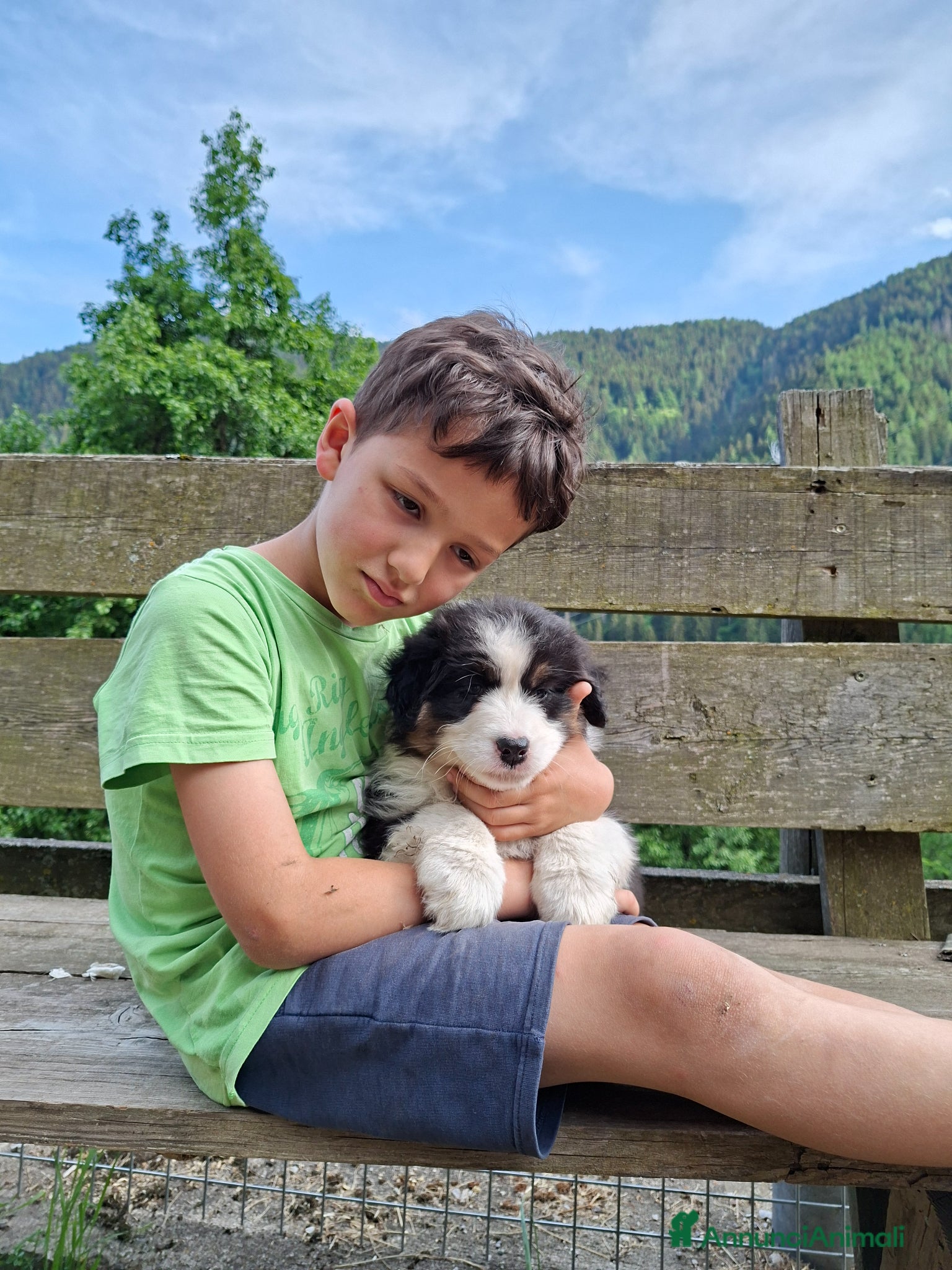 Australian Shepherd cani in vendita: Cucciole blacktricolor nbt - Annuncio 11