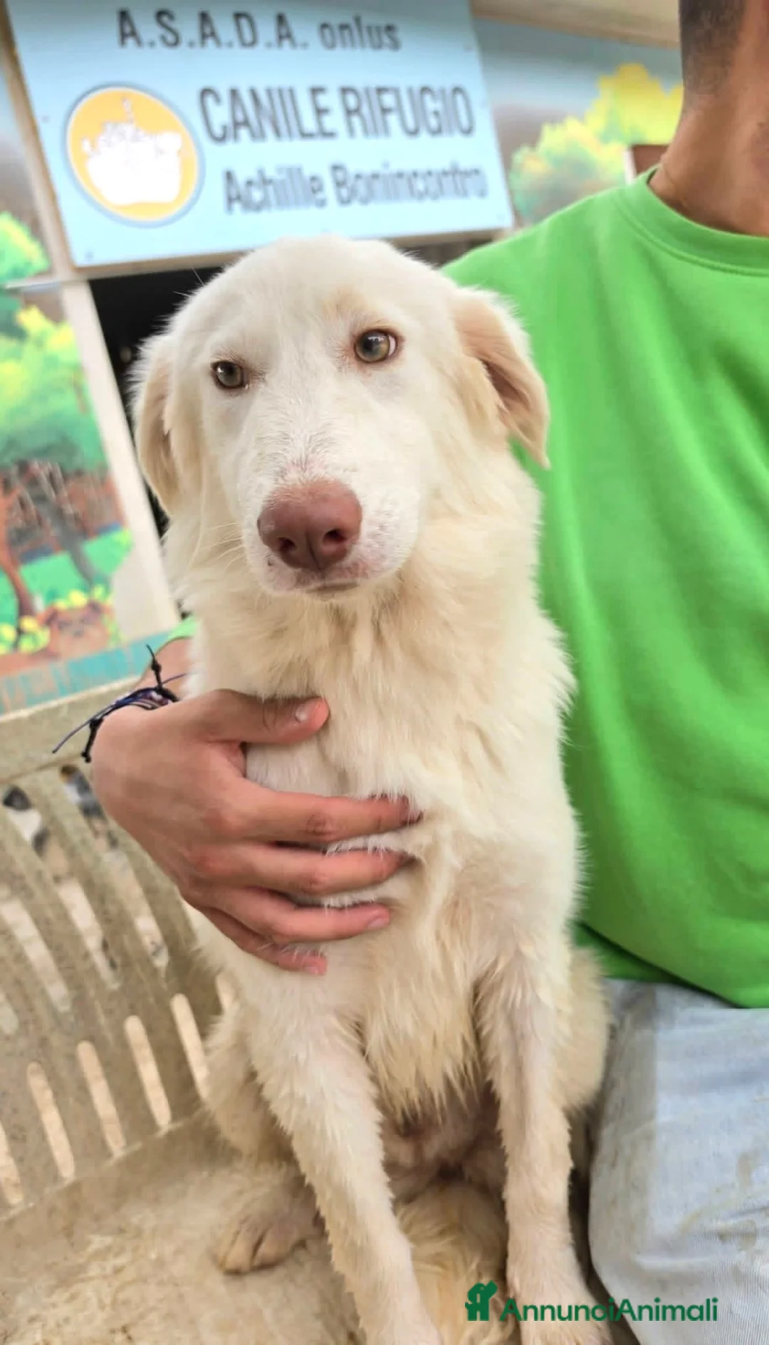 Meticcio cani in regalo: Cagnolina 7 mesi taglia contenuta sterilizzata  - Annuncio 4