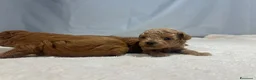 Barboncino Toy cani in vendita: Cuccioli barboncino toy rosso - Annuncio 16