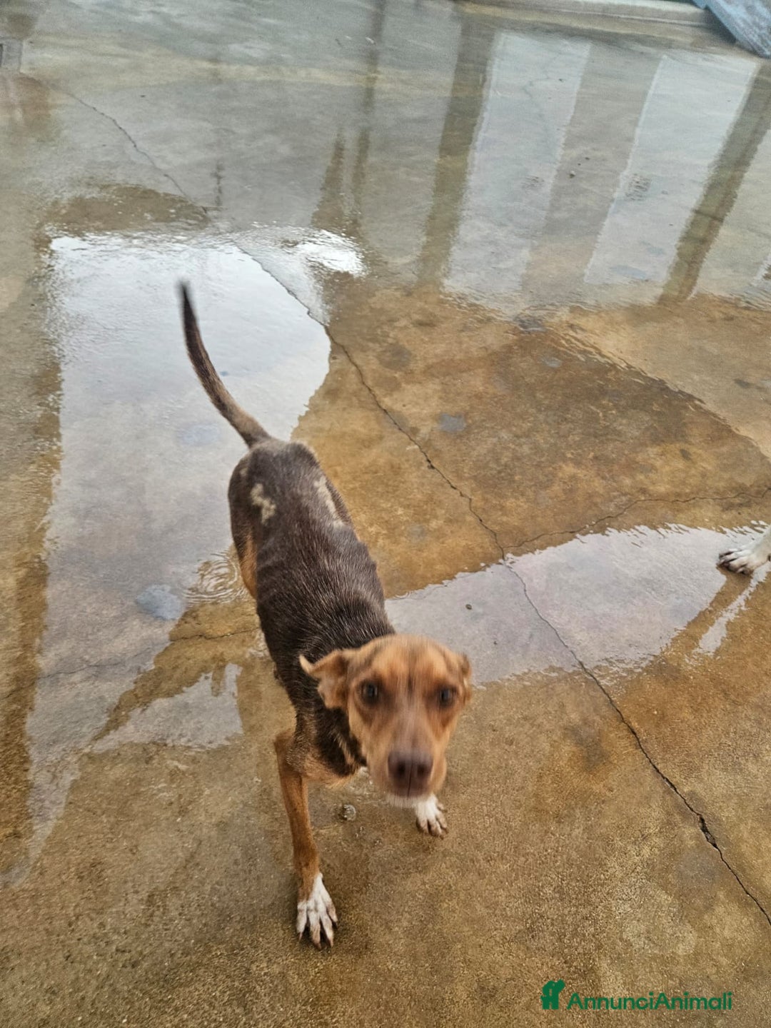 Meticcio cani in regalo: Lupo: cucciolotto taglia piccola socievole  a Città Metropolitana di Genova - Annuncio 16