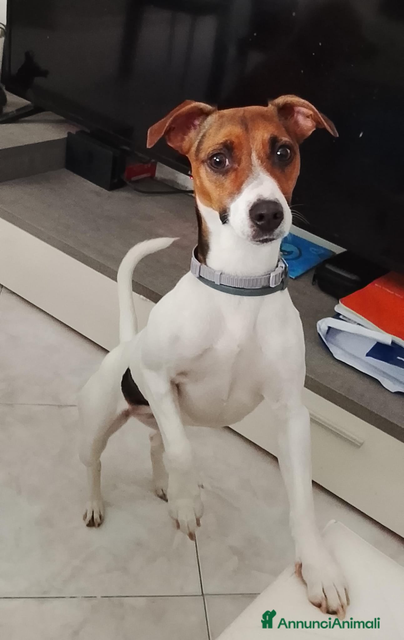 Jack Russell cani  dolce jack russel - Annuncio 1