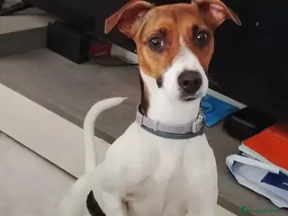 Jack Russell cani dolce jack russel - Annuncio 1