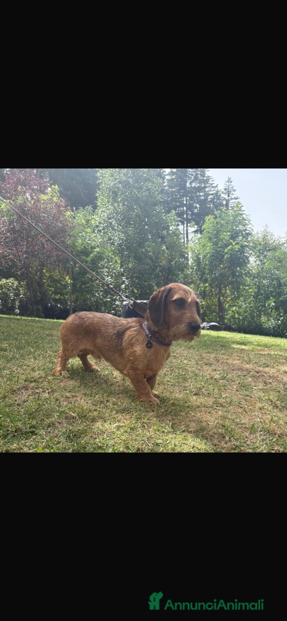 Bassotto cani Disponibile per monta bassotto standard pelo duro - Annuncio 1
