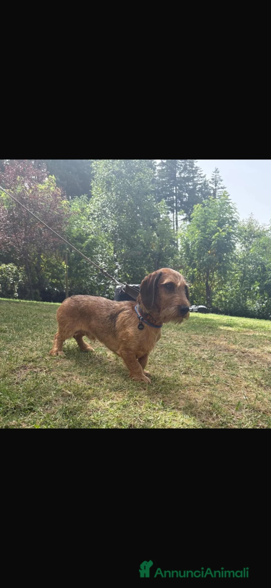 Bassotto cani per accoppiamento: Disponibile per monta bassotto standard pelo duro a Provincia di Forlì-Cesena - Annuncio 1