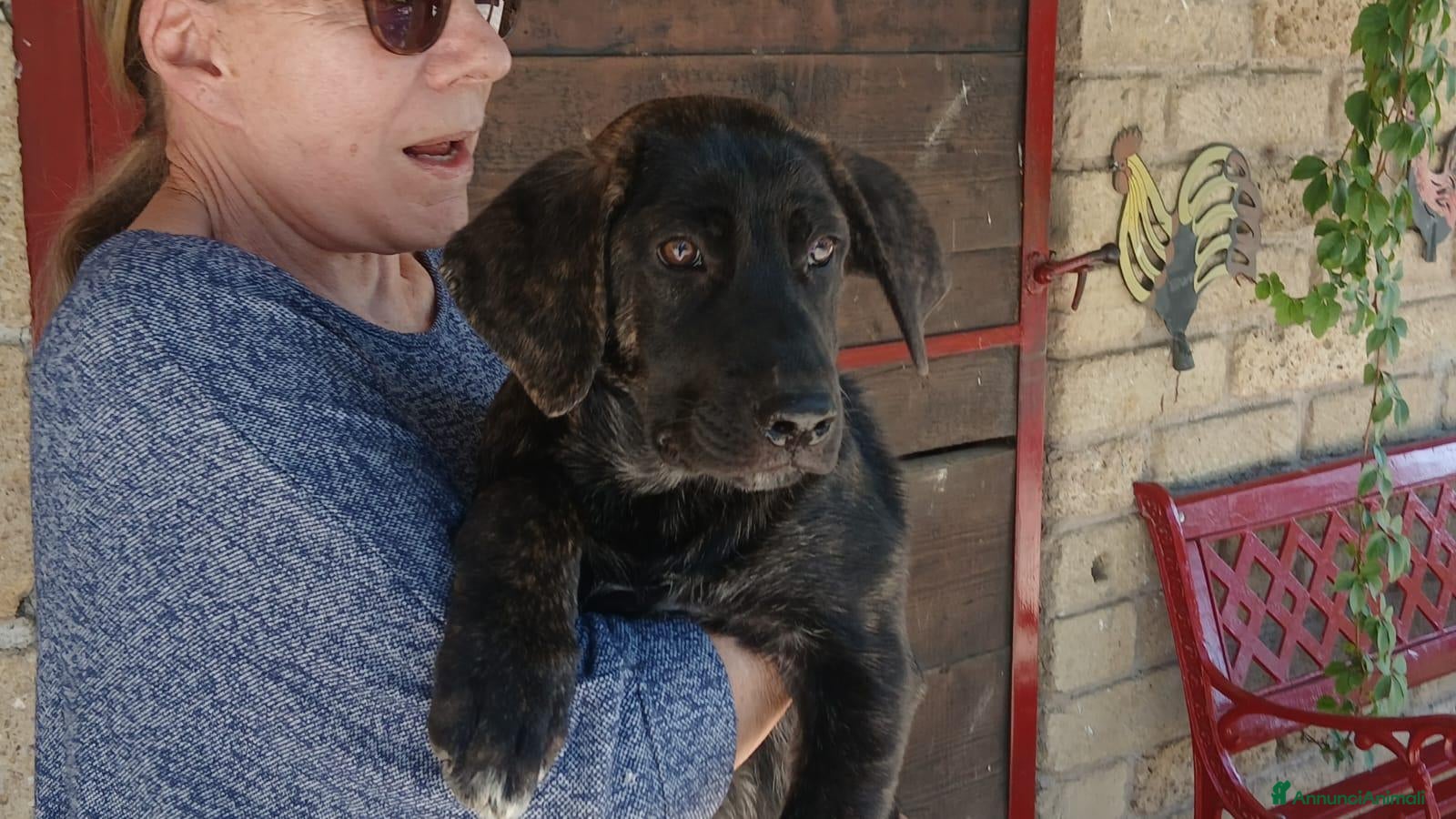 Meticcio cani LA DOLCE BETH HA BISOGNO DI TE, IN ADOZIONE - Annuncio 12