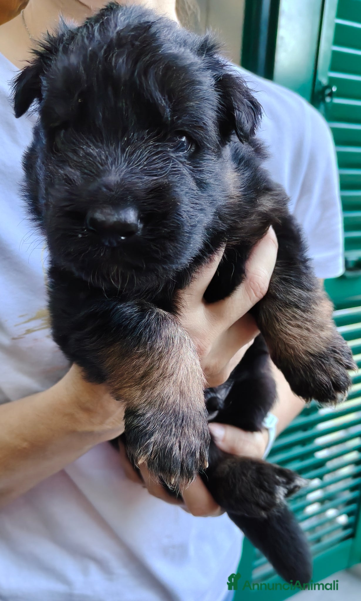 Pastore Tedesco cani Cuccioli Pastore Tedesco Pelo Lungo  - Annuncio 2