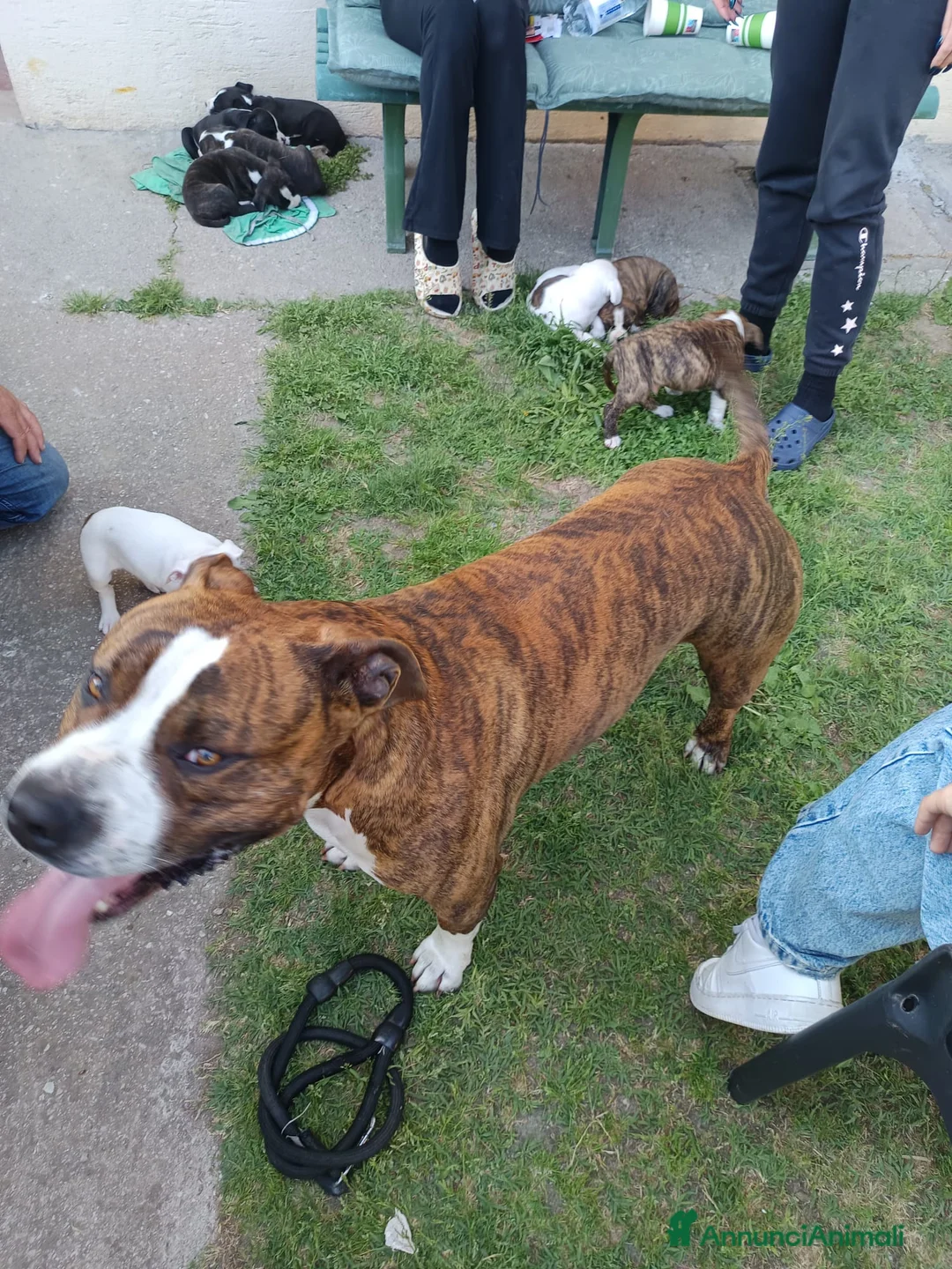 Pitbull cani in vendita: Cuccioli di American Pitbull a Provincia di Vicenza - Annuncio 5