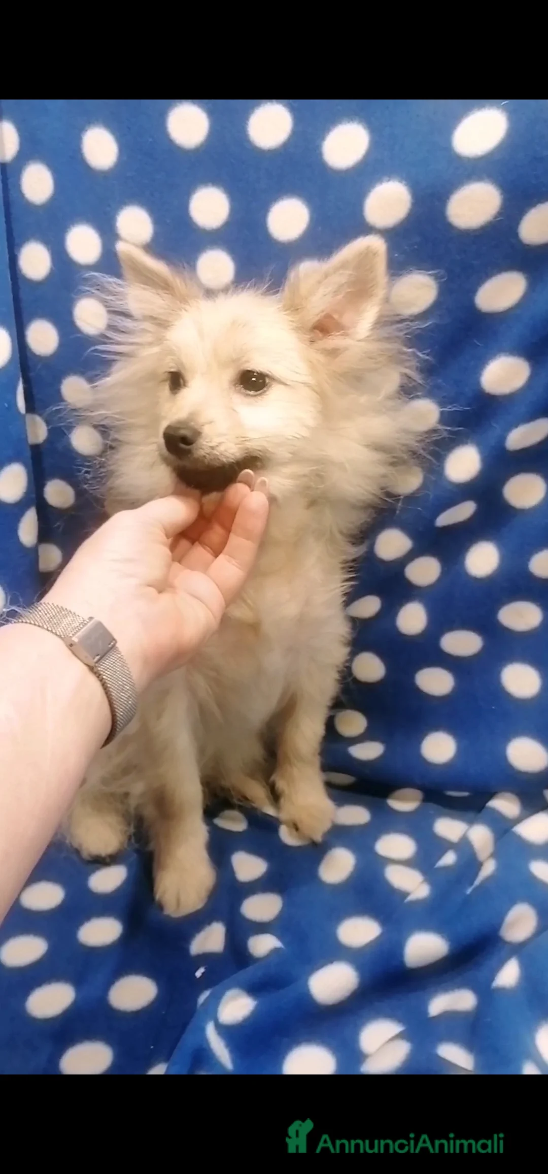 Volpino Pomerania cani in vendita: Volpino nano cucciolo maschio - Annuncio 4