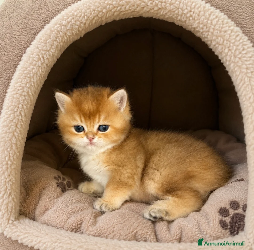 British gatti in vendita: British Golden  - Annuncio 2
