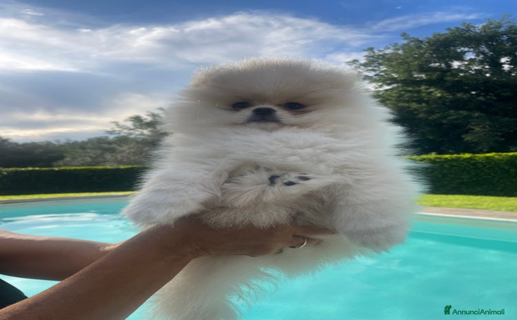 Volpino Pomerania cani a Provincia di Viterbo - Annuncio 1