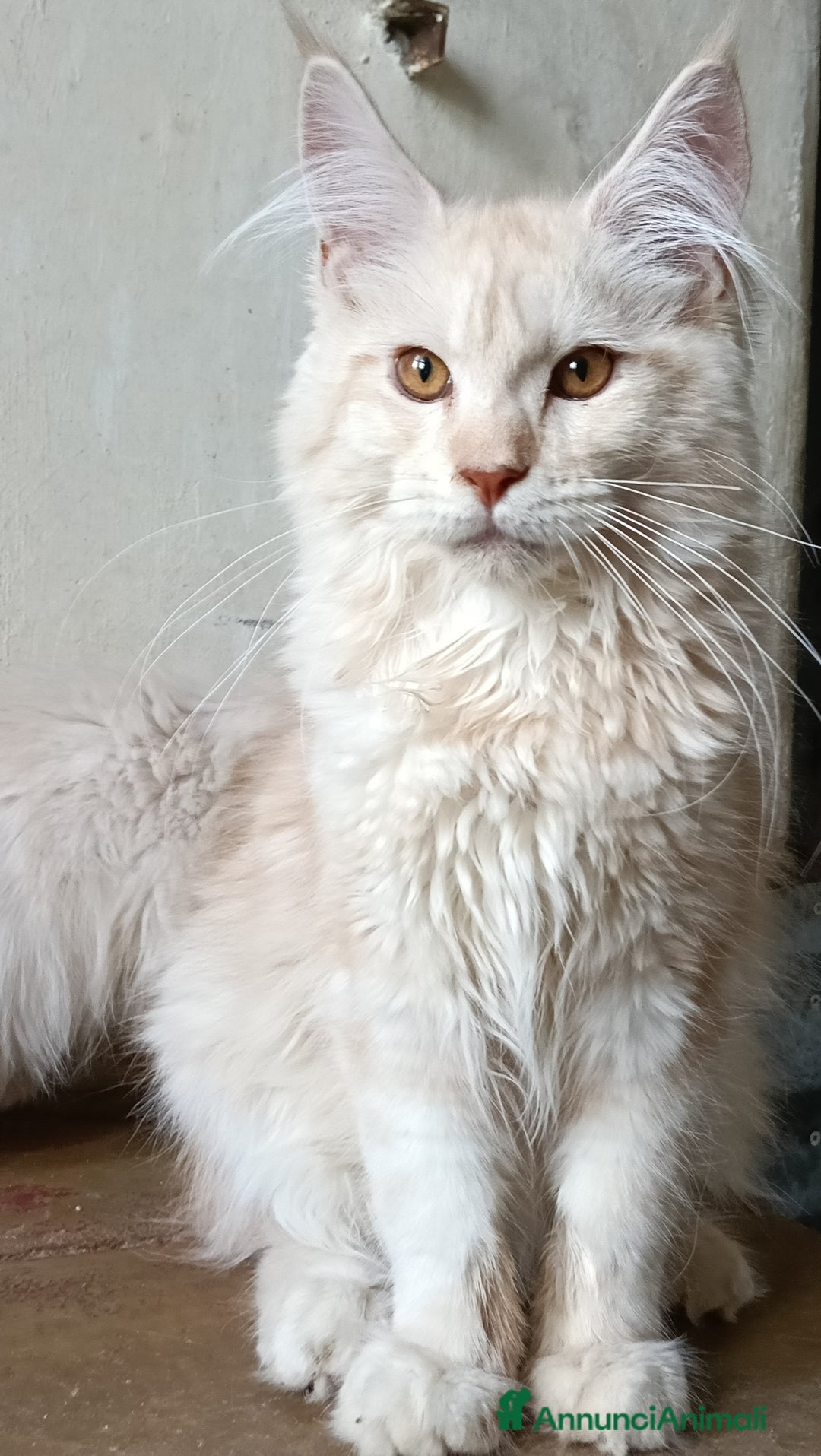 Maine Coon gatti in vendita: Cucciolo Maine coon  - Annuncio 2