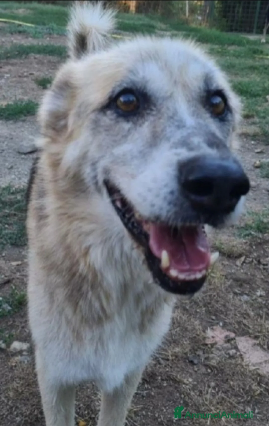 Meticcio cani in regalo: Pastore 13anni non ha mai avuto una casa! LAZIO - Annuncio 1