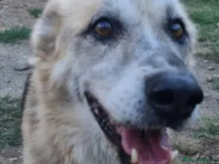 Meticcio cani Pastore 13anni non ha mai avuto una casa! LAZIO - Annuncio 17