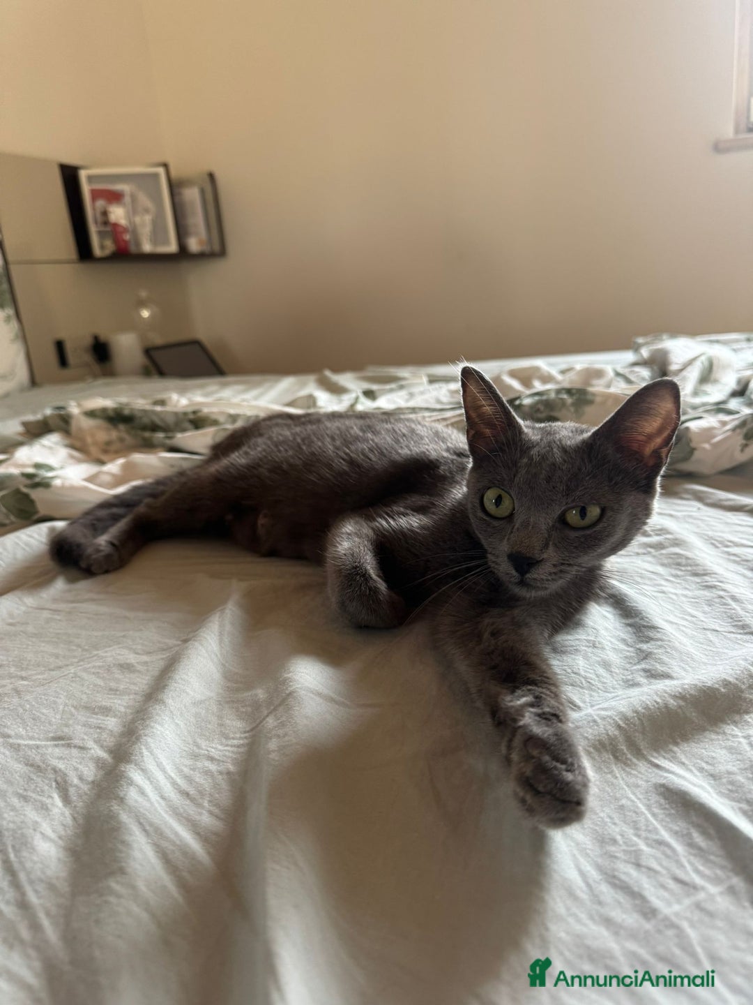 Certosino gatti in regalo: Certosina femmina di 8 mesi a Metropolitan City of Rome Capital - Annuncio 8