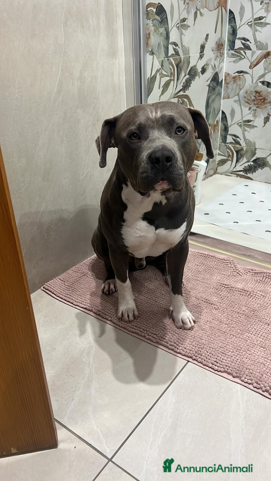 American Staffordshire cani amstaff blue per monta con pedigree - Annuncio 1