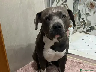 American Staffordshire cani amstaff blue per monta con pedigree - Annuncio 1