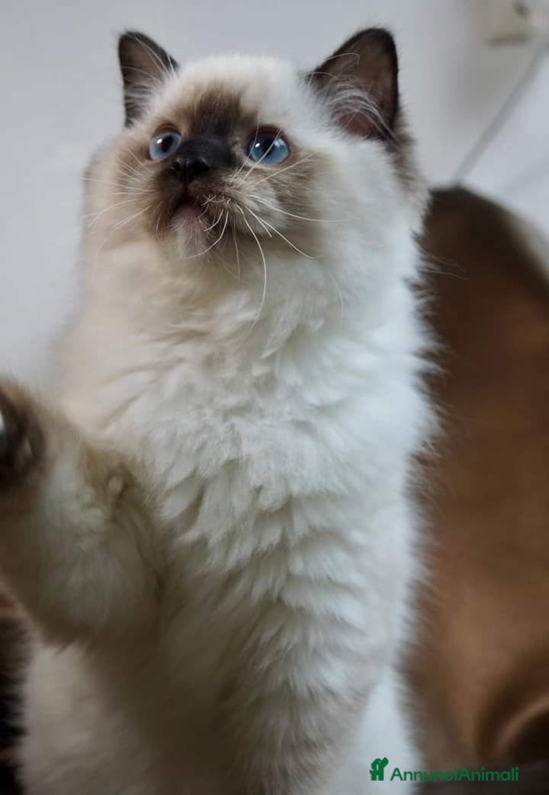 Ragdoll gatti in vendita: Bellissimi cuccioli di ragdoll  - Annuncio 4