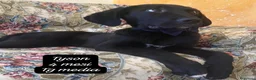 Meticcio cani in regalo: Cuccioli, non hanno chiesto di nascere  a Provincia di Brescia - Annuncio 4