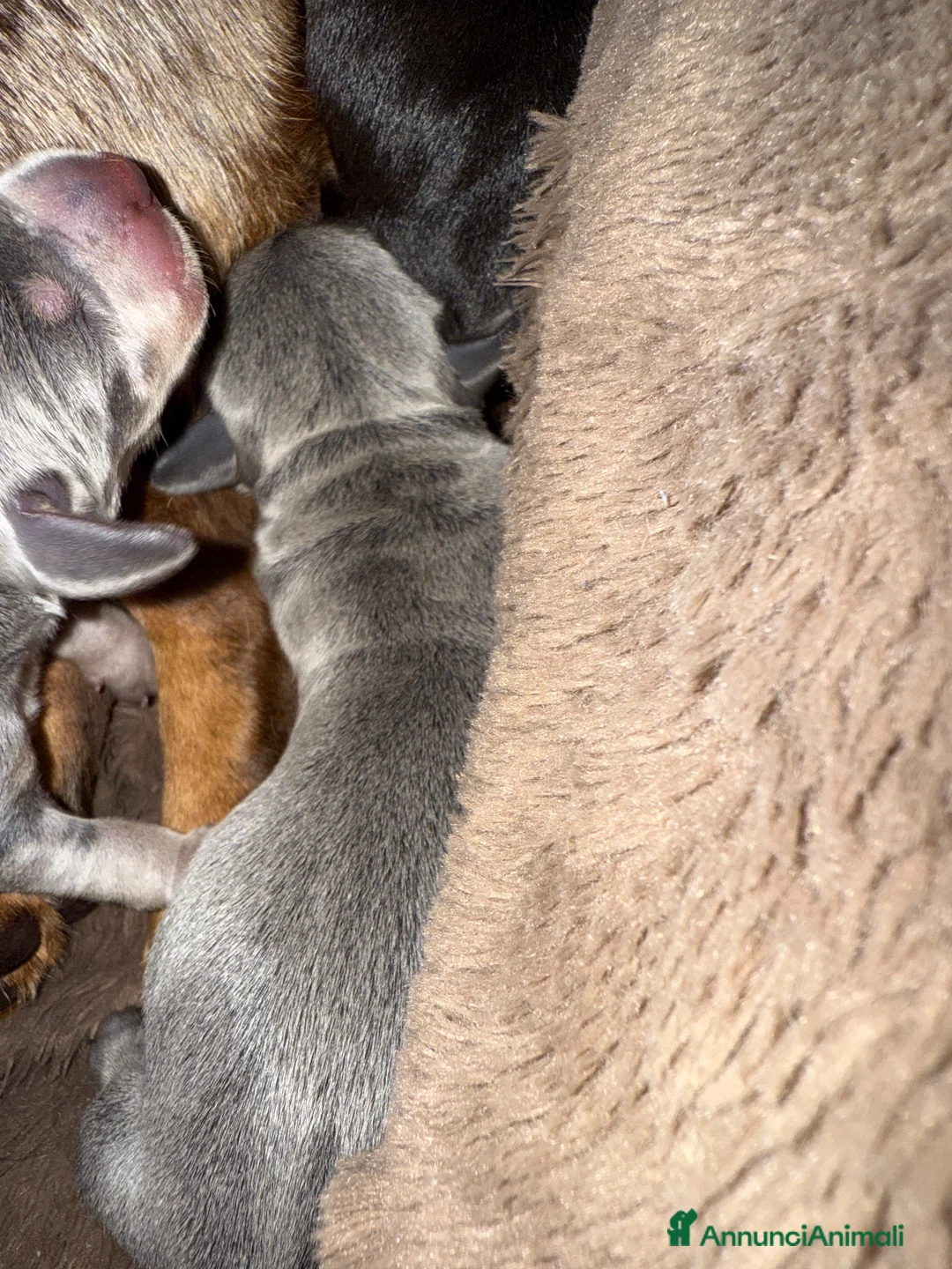Bassotto cani in vendita: CUCCIOLI BASSOTTO  - Annuncio 5