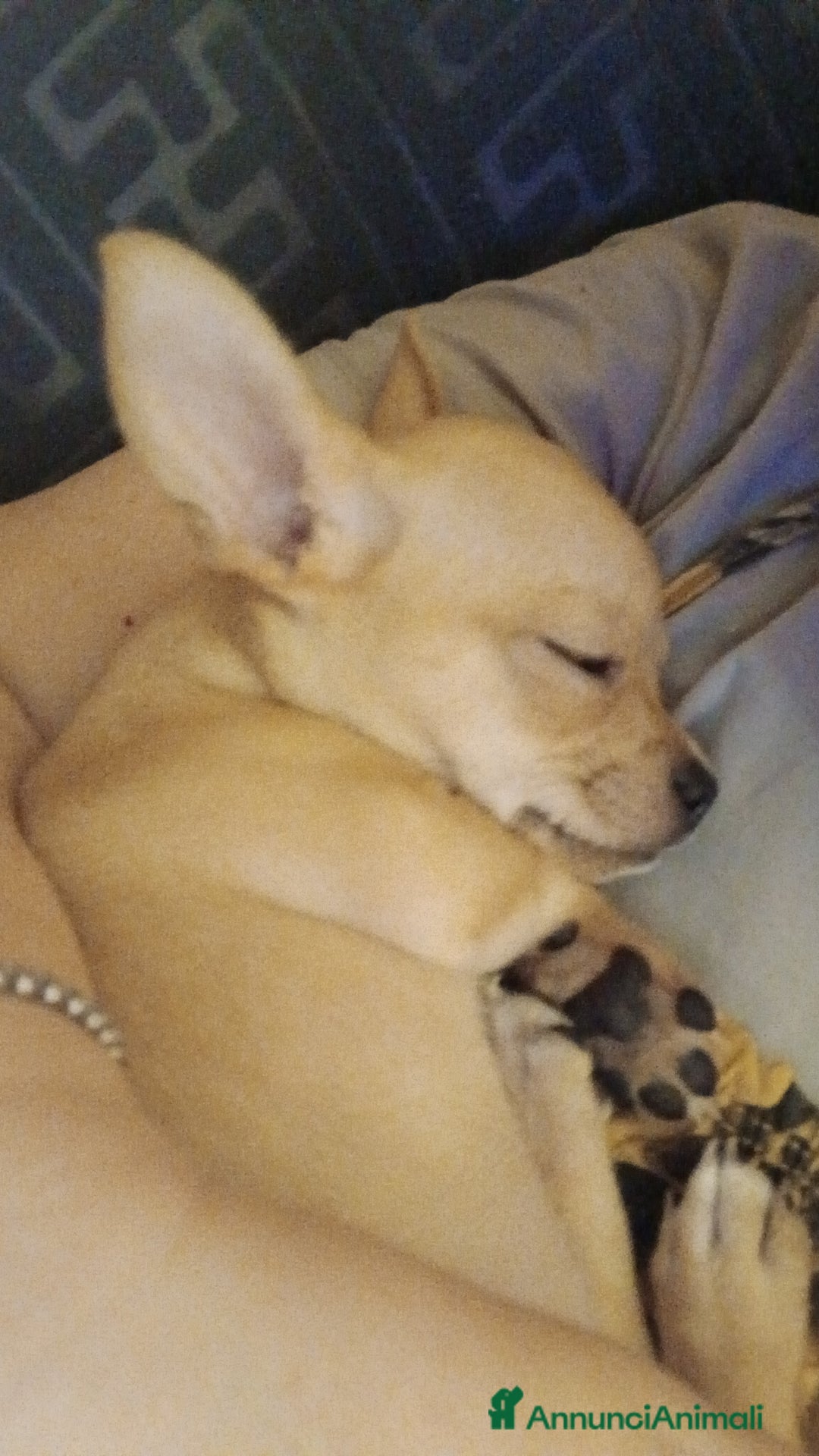 Chihuahua cani in vendita: Cuccioli di chihuahua deliziosi a Città metropolitana di Roma Capitale - Immagine 5