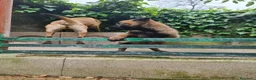 Pastore Belga cani in vendita: Pastore Belga Malinois in Puglia Campania Calabria a Città Metropolitana di Napoli - Annuncio 2