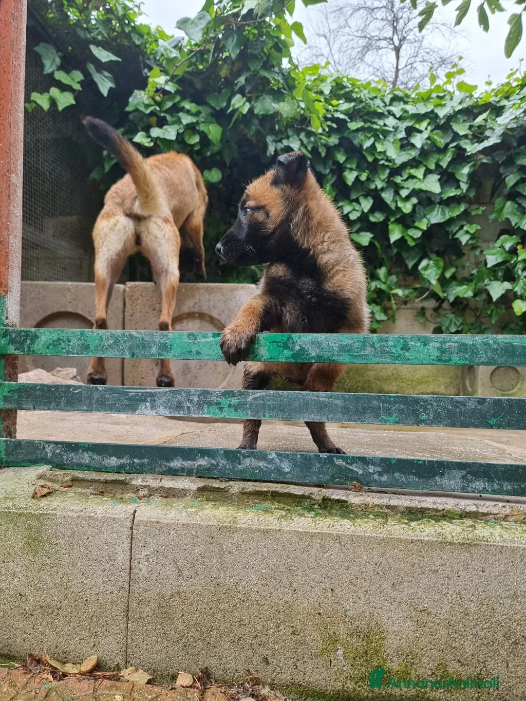 Pastore Belga cani in vendita: Pastore Belga Malinois in Puglia Campania Calabria a Città Metropolitana di Napoli - Annuncio 2
