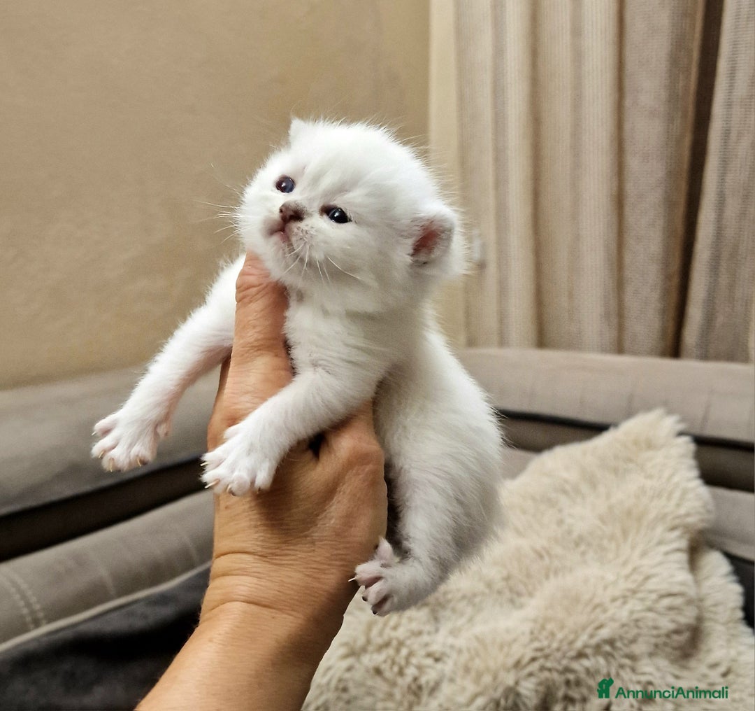 British gatti in vendita: British shorthair e longhair  - Annuncio 5