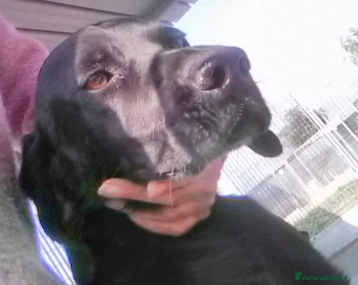 Bracco cani Mix Bracco 4anni salvato da tempo in canile PUGLIA a Milano - Annuncio 1