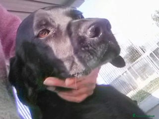 Bracco cani Mix Bracco 4anni salvato da tempo in canile PUGLIA a Milano - Annuncio 1