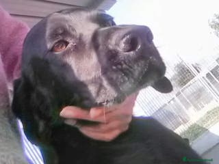 Bracco cani Mix Bracco 4anni salvato da tempo in canile PUGLIA a Milano - Annuncio 6