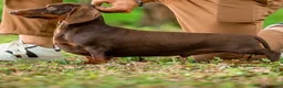 Bassotto Nano cani per accoppiamento: Bassotto nano per accoppiamento  - Annuncio 3