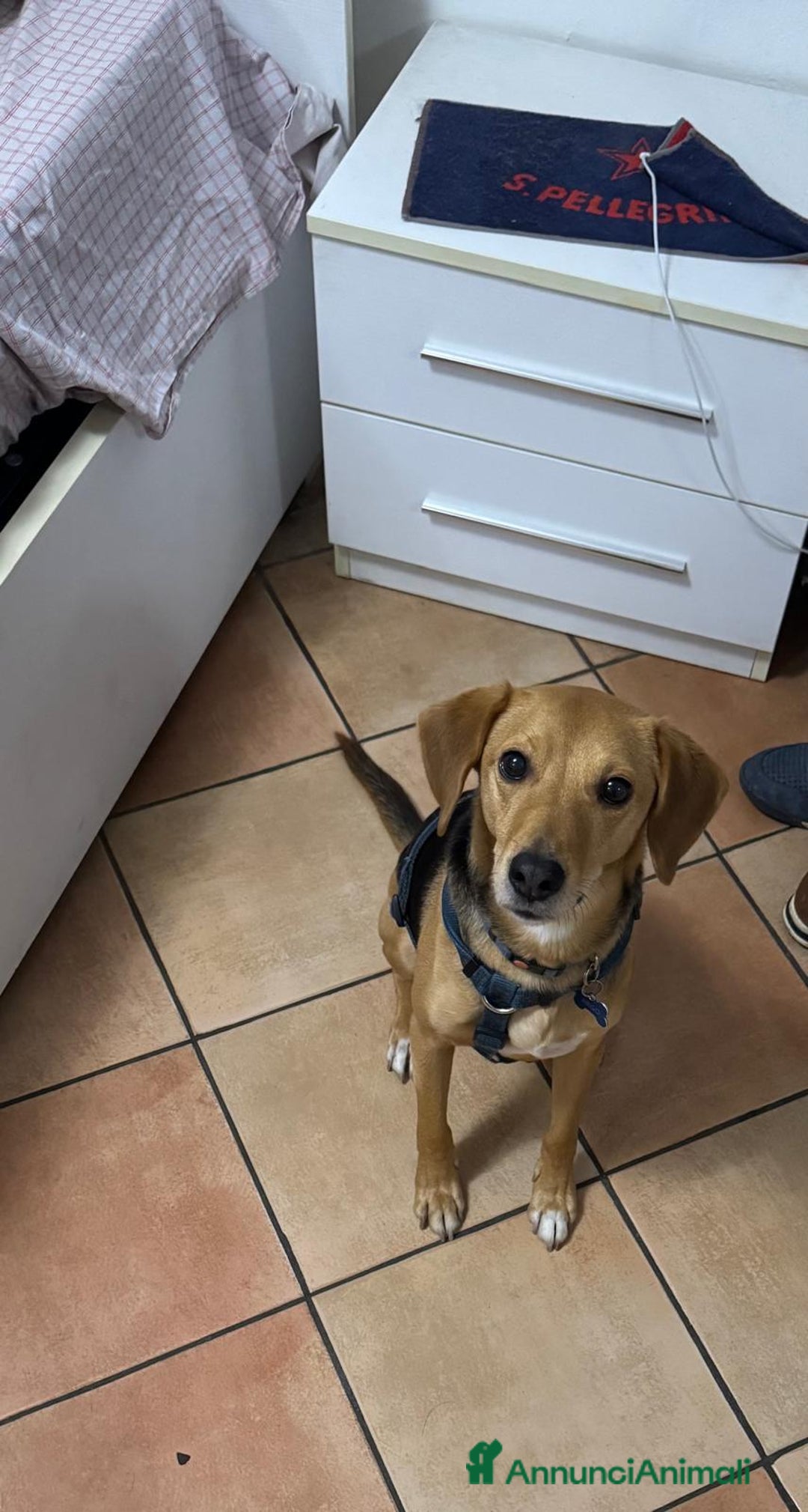 Altre razze cani in regalo: argo  - Annuncio 2