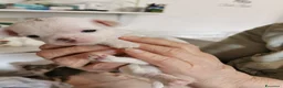 Chihuahua cani in vendita: Cuccioli Chihuahua alta genealogia a Provincia di Belluno - Annuncio 6