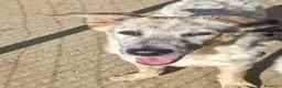 Meticcio cani in regalo: LIVIA 🩷 UN SORRISO CHE MERITA UNA CASA 😍 a Provincia di Forlì-Cesena - Annuncio 4