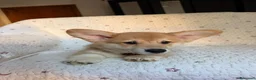 Corgi Pembroke cani in vendita: Cuccioli di Pembroke Welsh Corgi a Città Metropolitana di Firenze - Annuncio 11