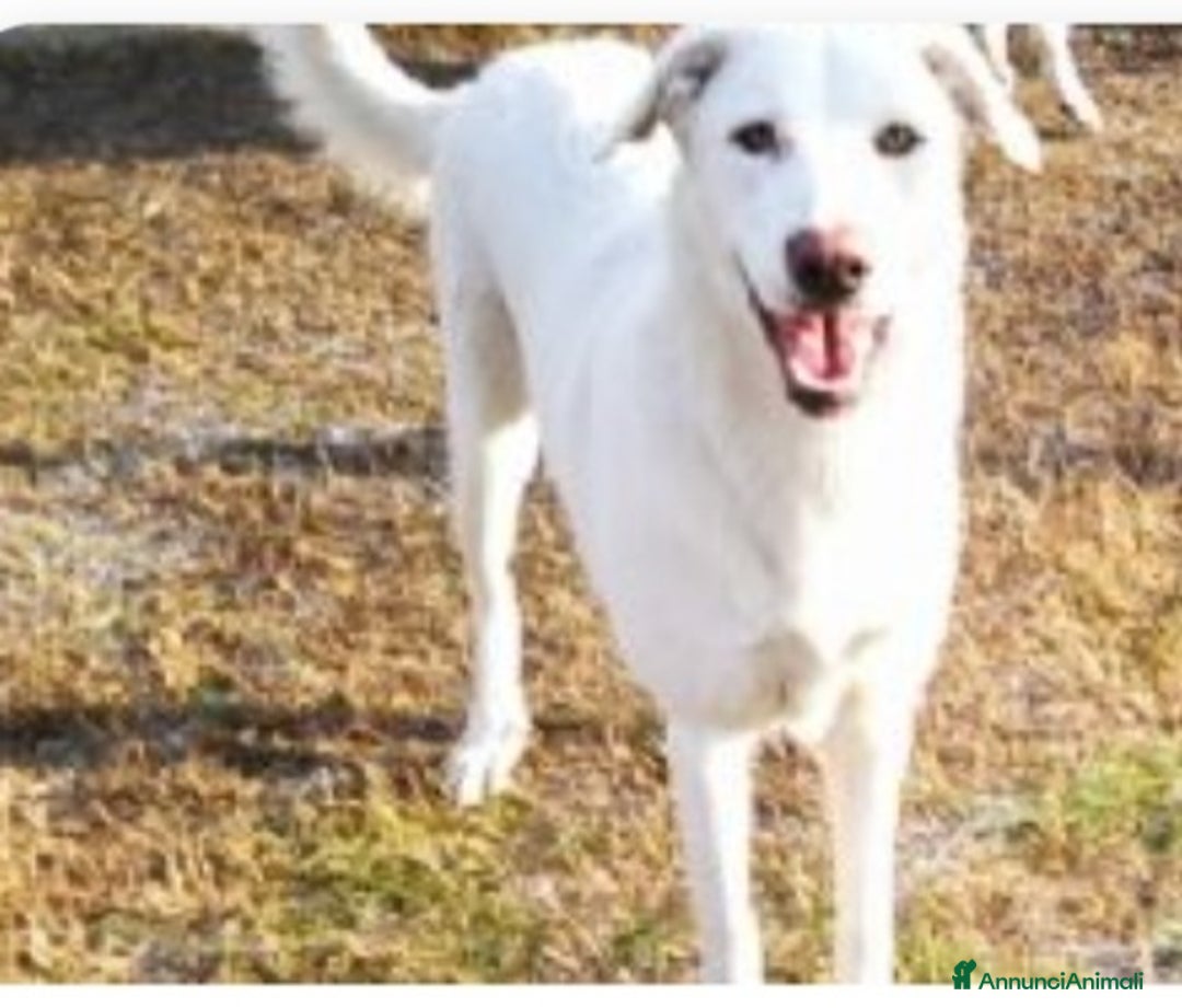 Altre razze cani in regalo: 2sorelle adulte mix Maremmane aspettano da anni BO a Città metropolitana di Milano - Annuncio 2