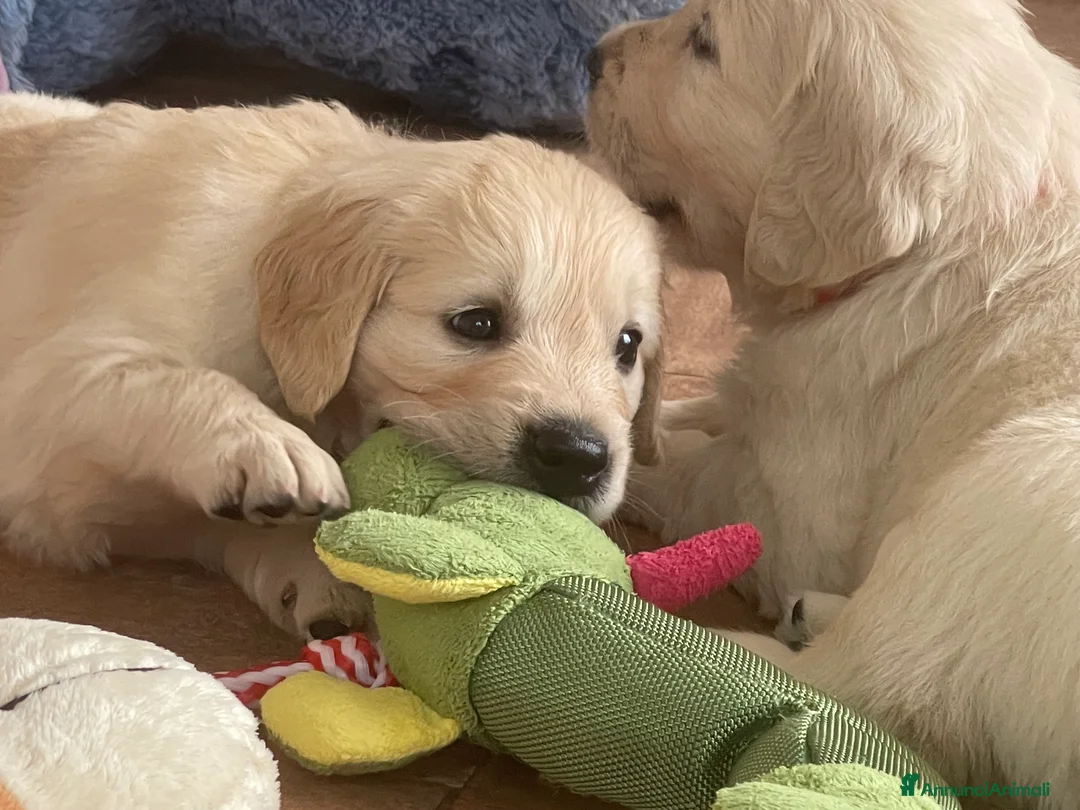 Immagine della galleria {{count}}