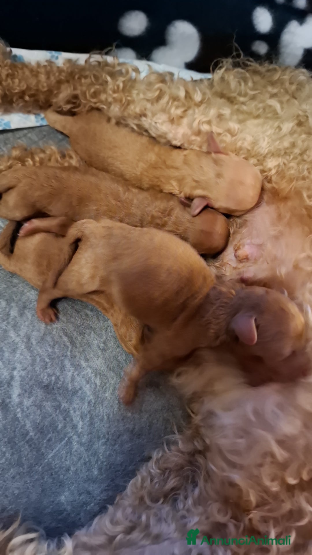 Barboncino Toy cani in vendita: Cuccioli barboncino toy  a Città Metropolitana di Torino - Immagine 2
