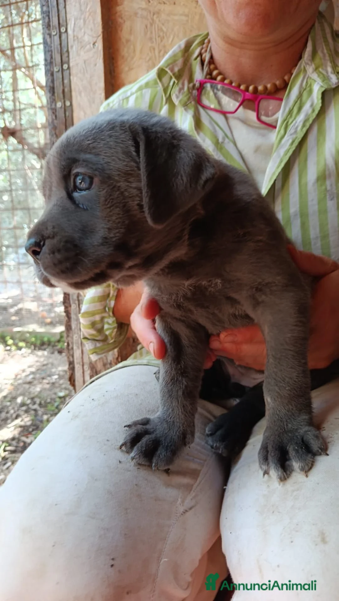 Cane Corso cani in vendita: Cuccioli CANE CORSO speciali - Annuncio 2