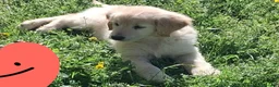 Golden Retriever cani in vendita: Cuccioli di golden retriver anglo americano  - Annuncio 3