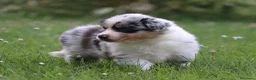Australian Shepherd cani in vendita: Cucciolini di Australian Shepherd- Cucciolata Enya - Annuncio 3
