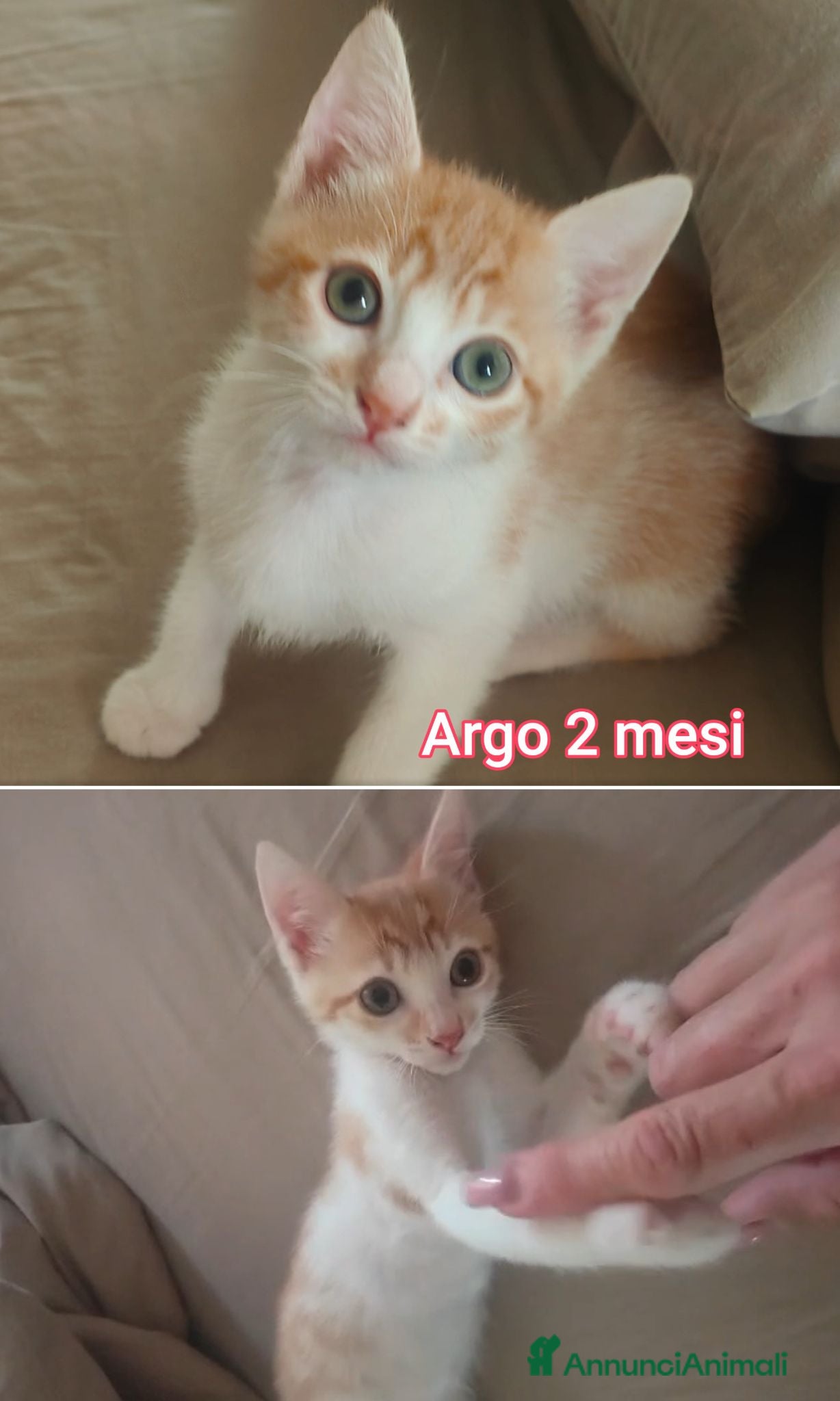 Meticcio cani Servono adozioni x salvarli - Annuncio 24
