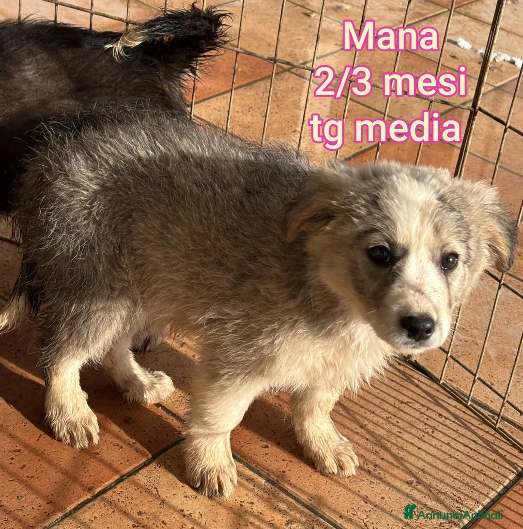 Meticcio cani in regalo: CUCCIOLI ABBANDONATI: EMERGENZA  - Annuncio 11
