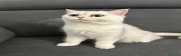 Scottish gatti in vendita: Scottish Fold femmina a Provincia di Ravenna - Annuncio 3