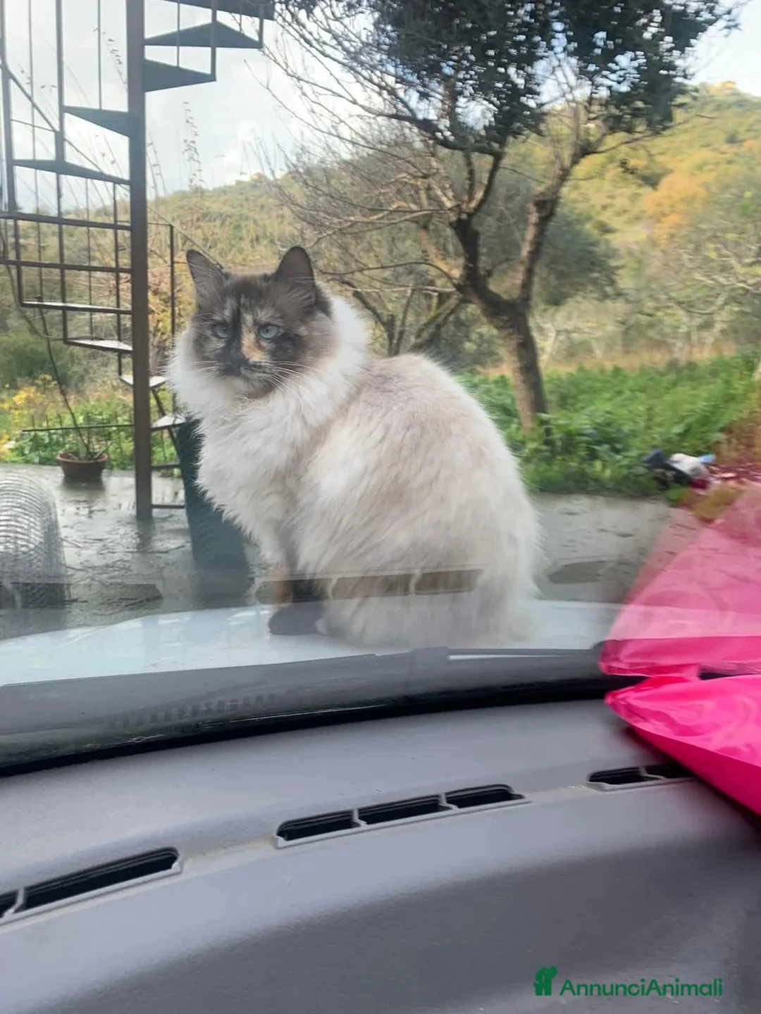 Meticcio gatti in regalo: Bellissima, buona, maestosa  - Annuncio 1