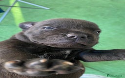 Staffordshire cani in vendita: Cuccioli di Staffordshire Bull Terrier a Città Metropolitana di Cagliari - Immagine 1