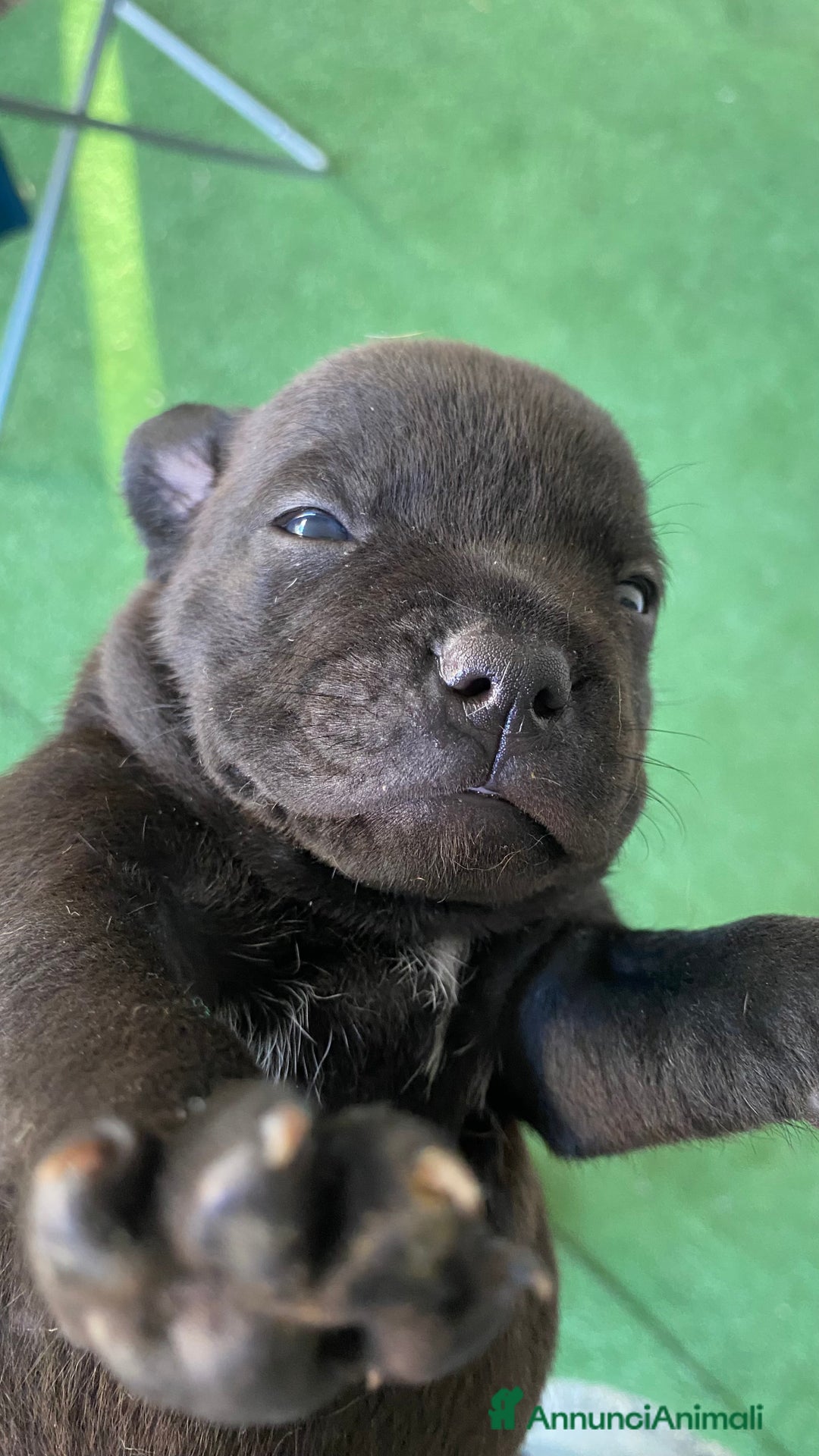 Staffordshire cani in vendita: Cuccioli di Staffordshire Bull Terrier a Città Metropolitana di Cagliari - Immagine 1