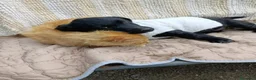 Meticcio cani in regalo: MARA & MIA, scricciole dolcissime! Amano i gatti! - Annuncio 4