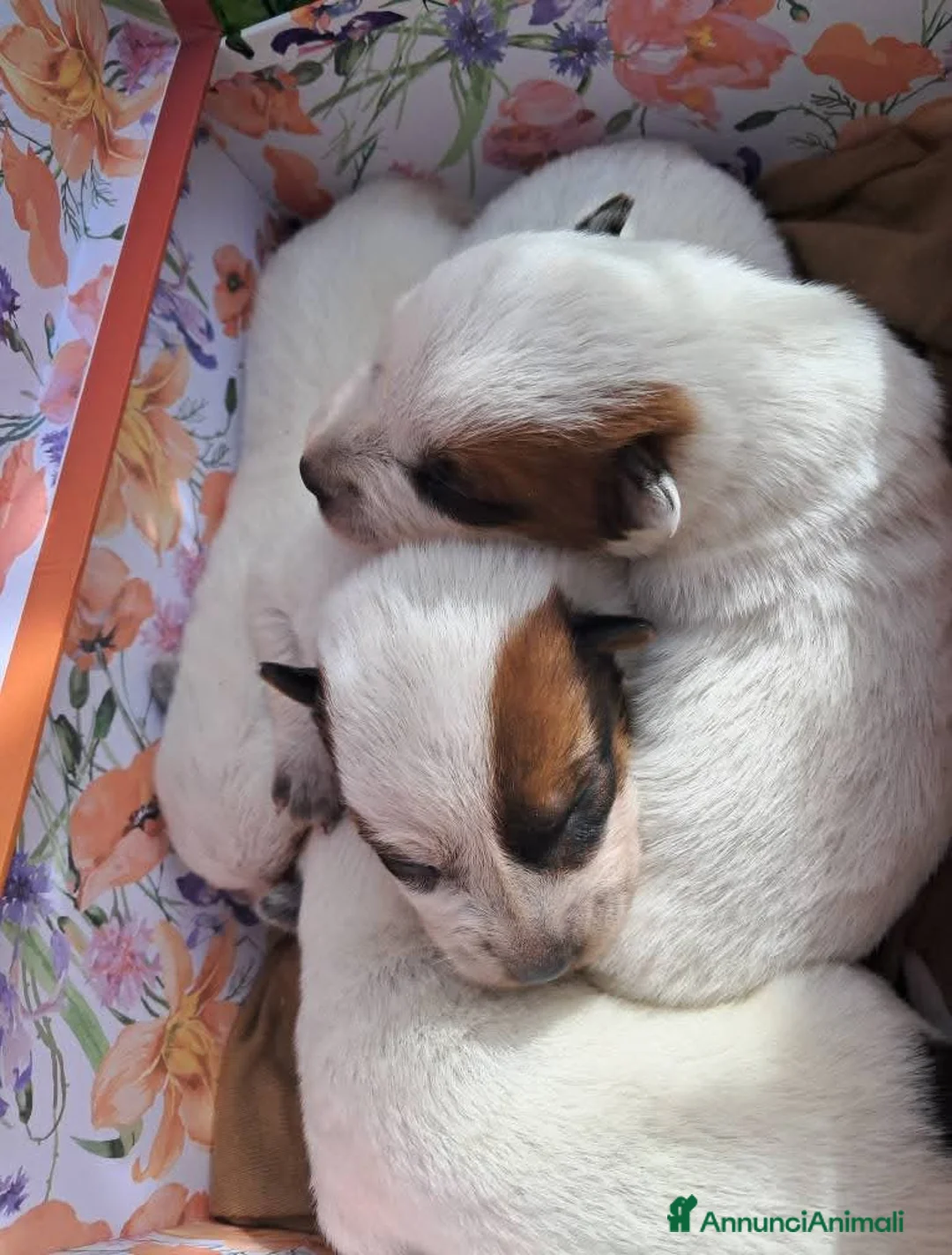 Australian Cattledog cani in vendita: australian cattledog - Annuncio 4