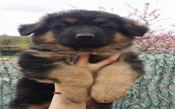 Pastore Tedesco cani in vendita: cuccioli di pastore tedesco a Provincia di Ancona - Immagine 6